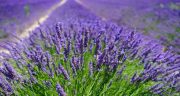 خواص دمنوش بابونه و اسطوخودوس برای عفونت و سرماخوردگی چیست